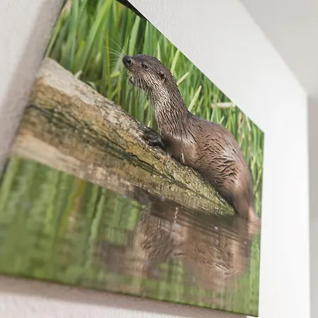 Seestern I Otterndorf